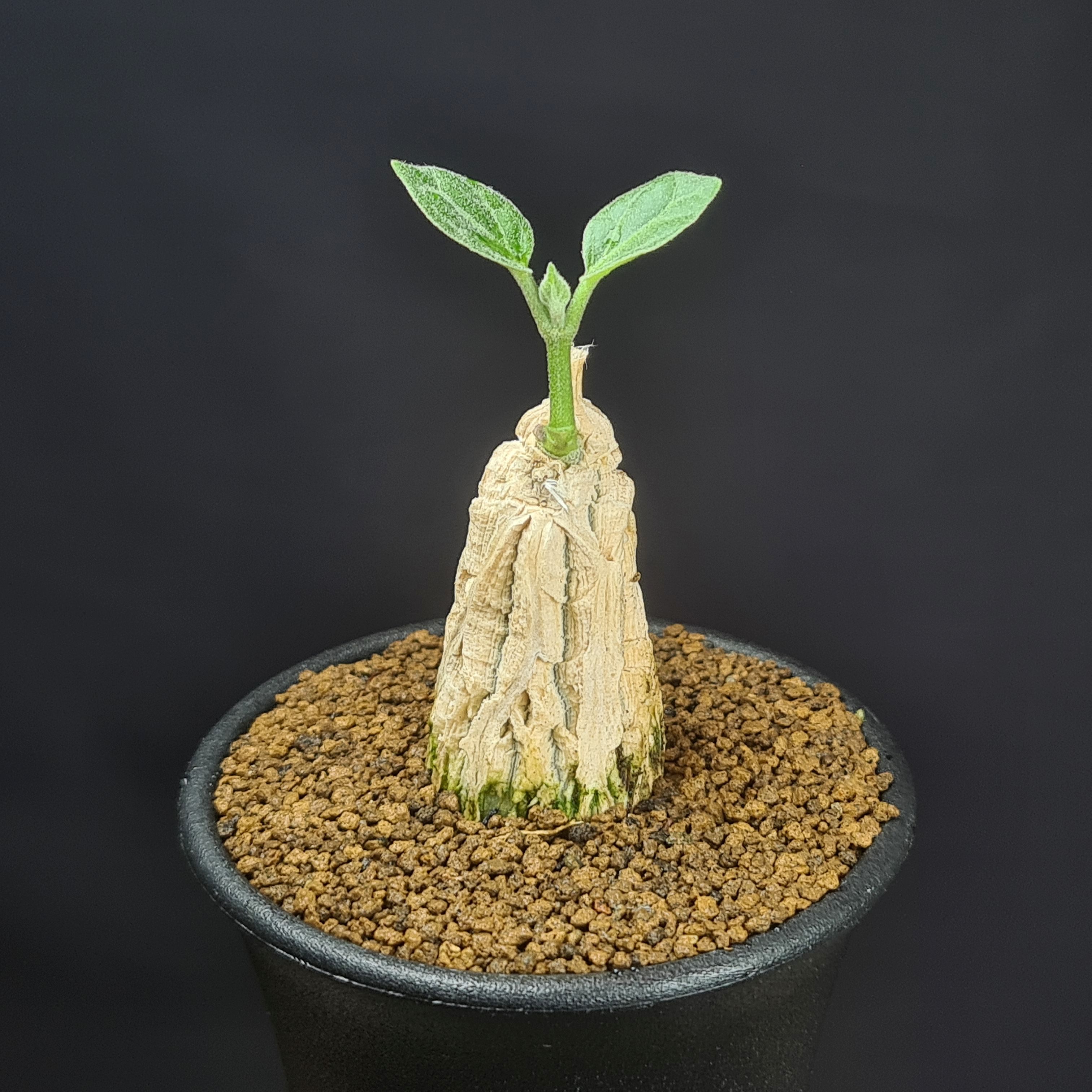 Rakuten - マテレア・シクロフィラ 7.5cm鉢 カクタス長田 ガガイモ科 龜甲蘿藦 多肉植物 コーデックス 塊根植物 珍奇植物 コルク質肌