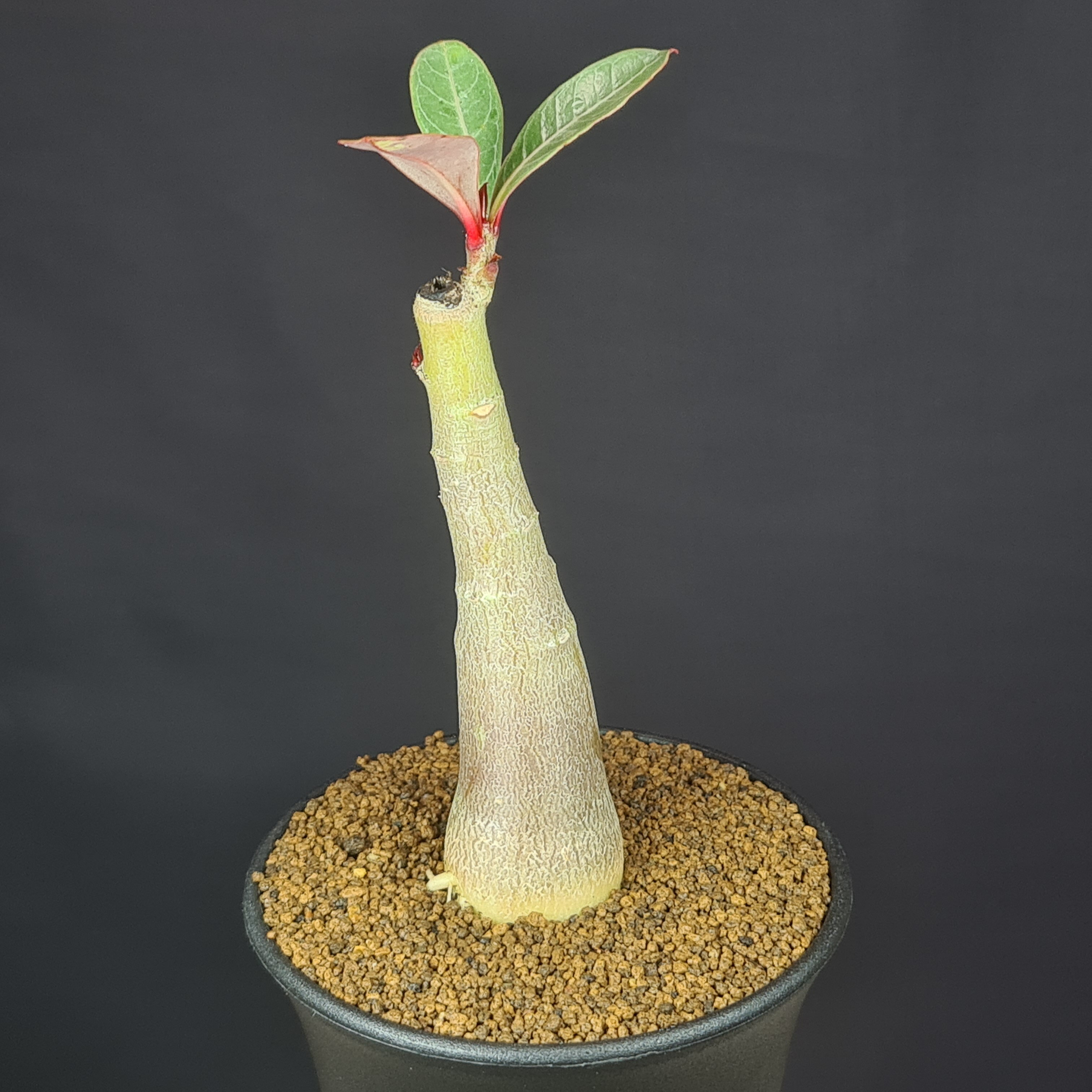 アデニウム・ムルチフローラム 9cm鉢 カクタス長田 砂漠のバラ 多肉植物 キョウチクトウ科 コーデックス 塊根植物 マルチフロルム 珍奇植物