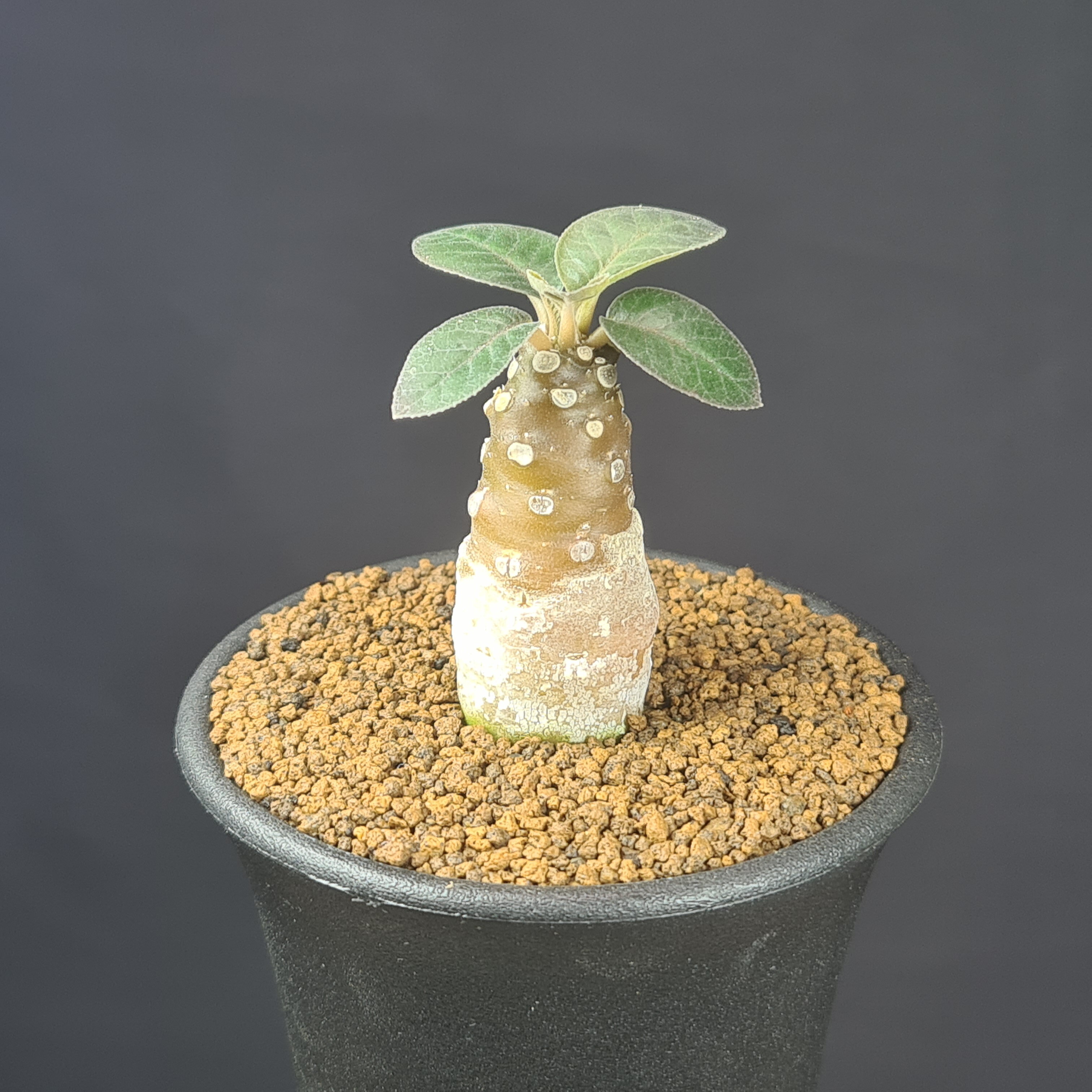 ドルステニア・フォエチダ 7.5cm鉢 カクタス長田 クワ科 多肉植物 コーデックス 塊根植物 サボテン 珍奇植物 サキュレントプランツ