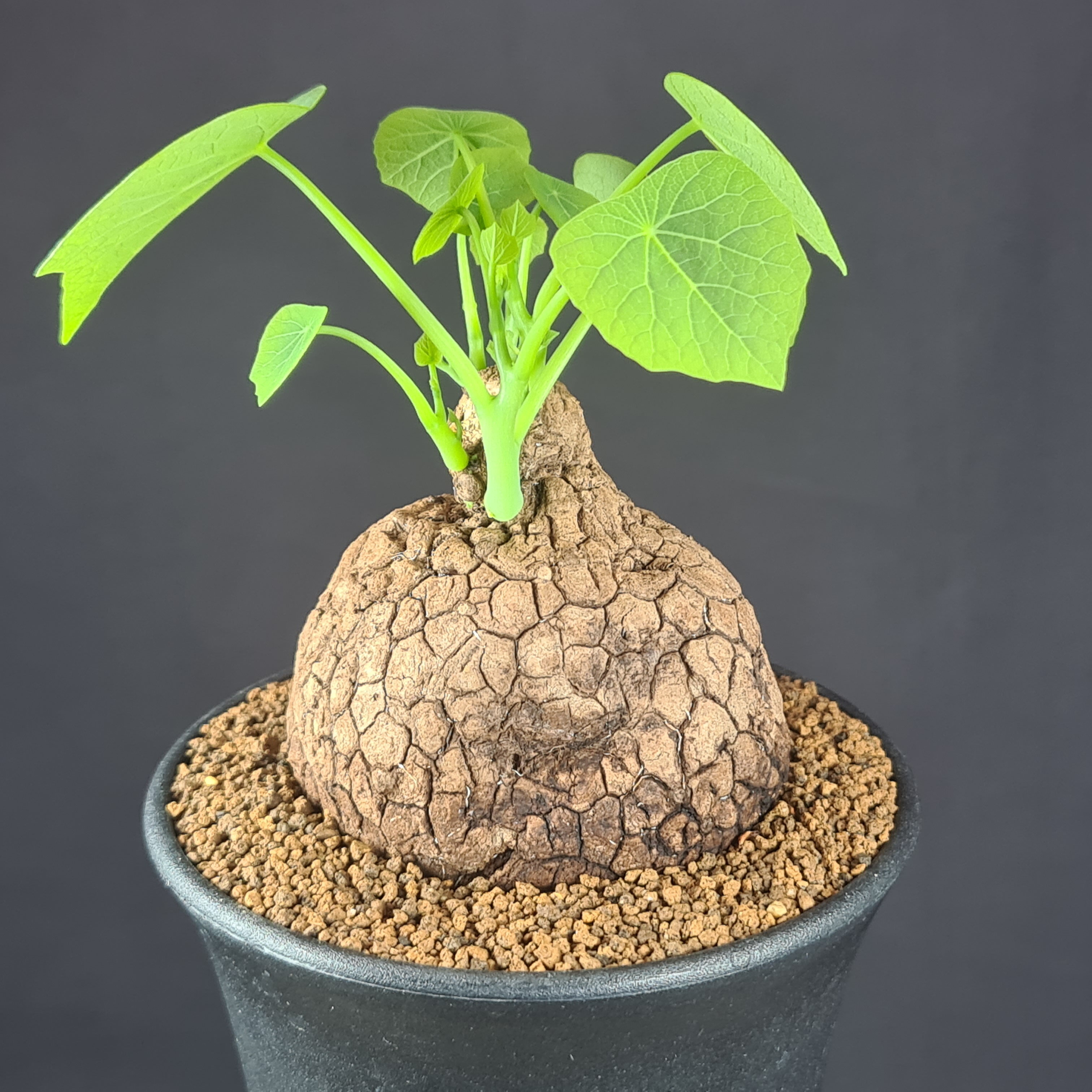 ステファニア・スベローサ 9cm鉢 カクタス長田 ハスノハカズラ属 ツヅラフジ科 多肉植物 コーデックス 塊根植物 珍奇植物 蔓性