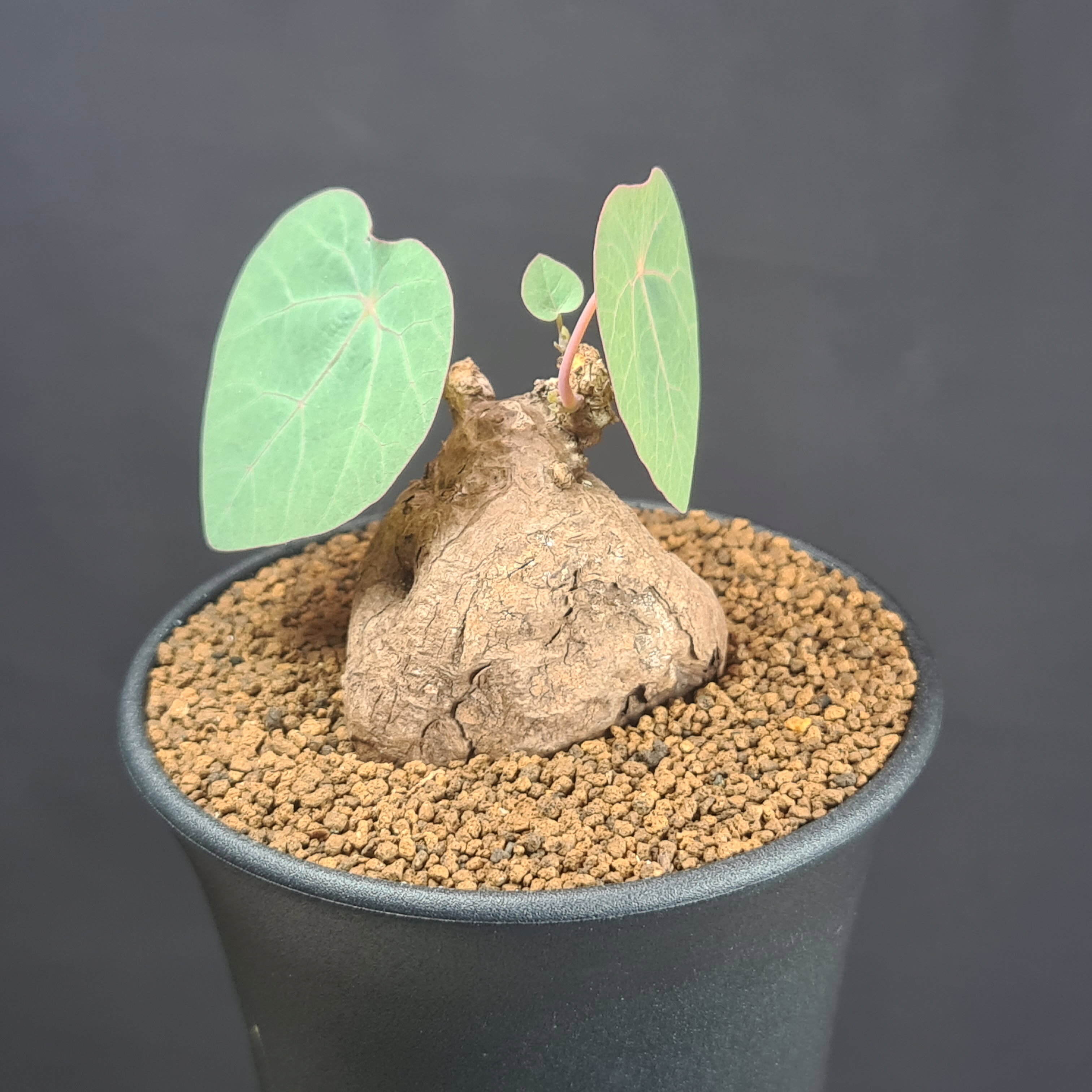 ステファニア・カウェーサキー 9cm鉢 カクタス長田 ハスノハカズラ属 ツヅラフジ科 多肉植物 コーデックス 塊根植物 珍奇植物 丸葉
