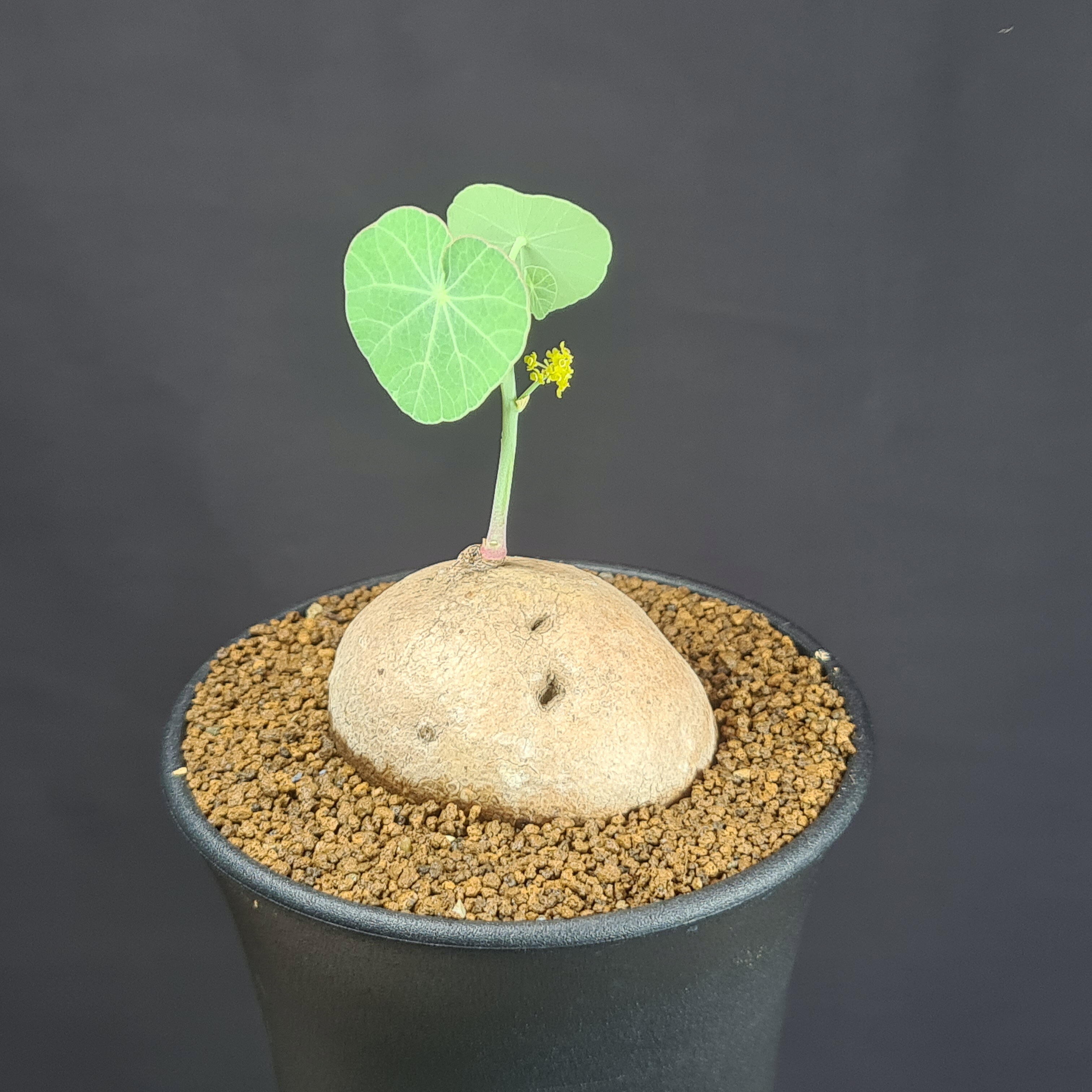 楽天市場】ステファニア 植物（花・観葉植物｜花・ガーデン・DIY）の通販