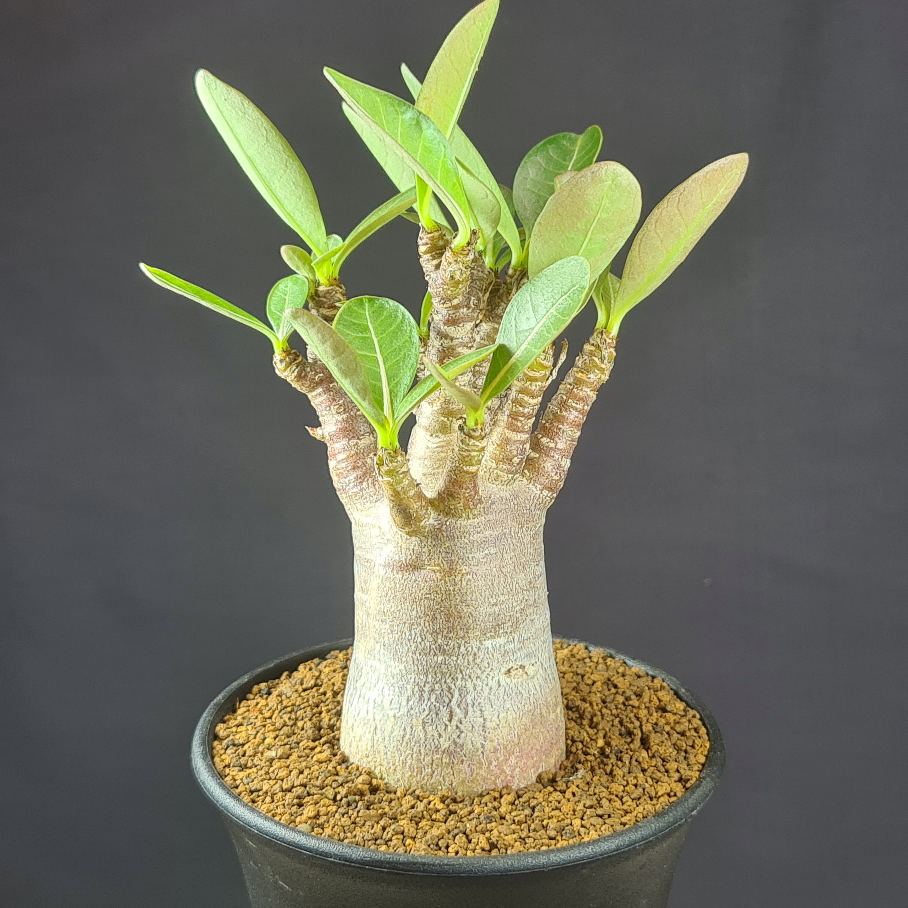 楽天市場】コーデックス アデニウム（種類（植物）アデニウム）の通販