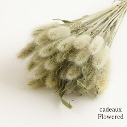 【flower】ドライフラワー花材うさぎのしっぽ-ラグラス-20〜25本