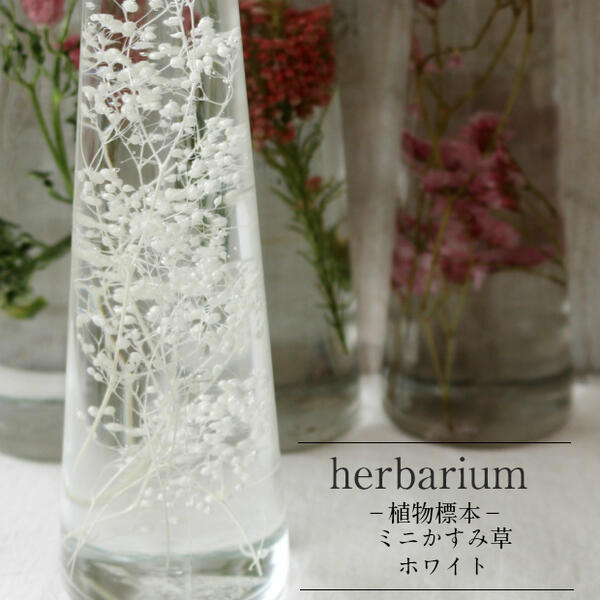 ハーバリウム 【herbarium　Bottle】ハーバリウムボトル　かすみ草＜ホワイト＞−植物標本− 期間中こちらの商品のギフト包装は有料となります。