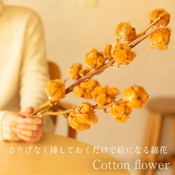 楽天贈り物のお店　カドゥ（cadeaux）【flower gift】 冬の定番　インテリアフラワーコットンフラワー／ブラウン＜茶・3本セット＞ドライフラワー誕生日記念日、クリスマスプレゼント、綿花