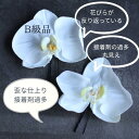 【 難ありB級品 】胡蝶蘭髪飾り【Uピンタイプ】【3サイズ】【花嫁さんの白無垢に似合う髪飾り】【成人式に添える胡蝶蘭の髪飾り】