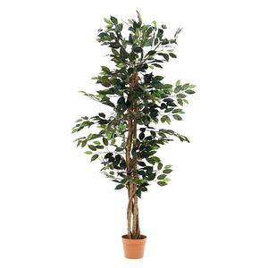 観葉植物 フィカス 690 A グリーン （入数：1点）[09]