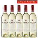 《送料込み5本まとめ買い》 マッジオ ソーヴィニヨン・ブラン エステート・グロウン ロダイ Maggio Family Vineyards Sauvignon ...