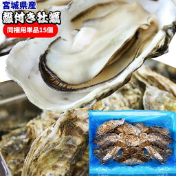 活きたまま発送！宮城県産【殻付き牡蠣 同梱用単品】(缶無し15個詰め) おかわり用 鮮度抜群☆産地の旨さをまるごと堪能できるガンガン焼きセットおかわり用単品販売。 かき カキ [※クール便][※他商品と同梱不可]