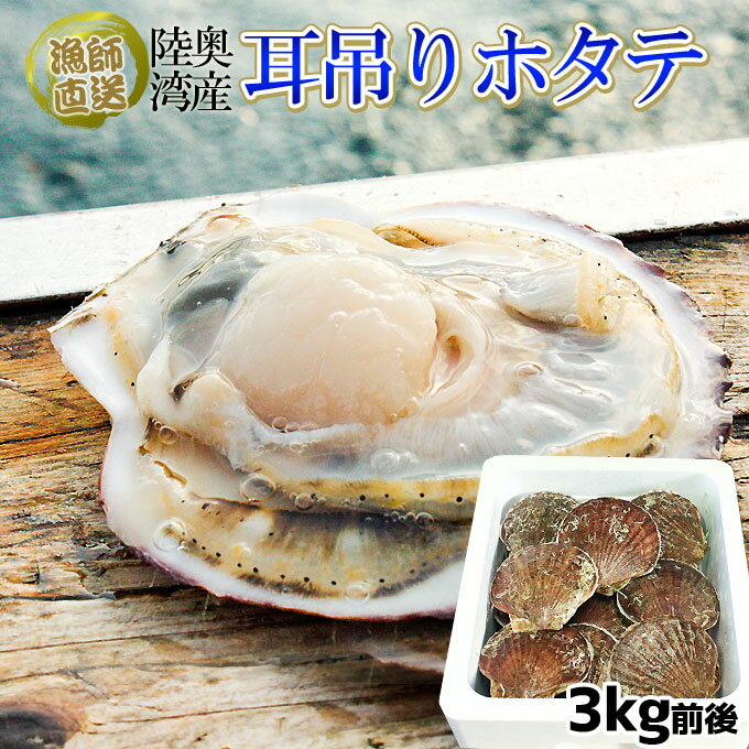 ほたて 活貝 送料無料 青森陸奥湾 【耳吊り ホタテ 3kg前後15-25枚】鮮度が命の漁師直送便！ ホタテ 殻付き 貝焼き味噌 刺し身 などご堪能あれ [※冷蔵便][※産地直送のため同梱不可] かめあし商店