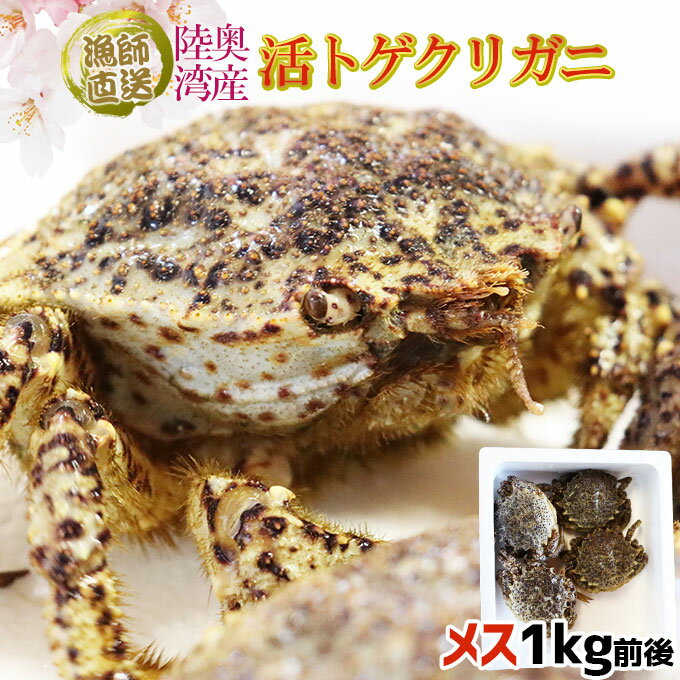 活きたまま出荷 【トゲクリガニ 1kg