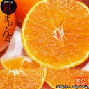 ゼリーのようなプルプル みかん 【愛媛県産みかん 紅まどんな...