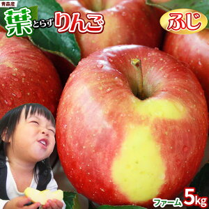 【サンふじ】人気のりんご品種！甘くて美味しいサンふじのおすすめを教えて！