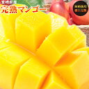 エントリーでポイント5倍 マンゴー 訳あり 送料無料 【宮崎県産 完熟マンゴー 家庭用850g以上】2玉-4玉(1玉200g以上)とろり濃厚!宮崎産 鉢植完熟マ...