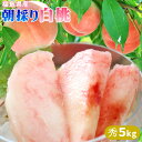 バリバリッ 白桃 送料無料 贈答用 秀品 朝採り新鮮便!お徳...