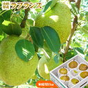 ラフランス 訳あり 送料無料 家庭用 【山形県産 西洋梨 ラ・フランス 2kg】6-8玉(L-4L) ...