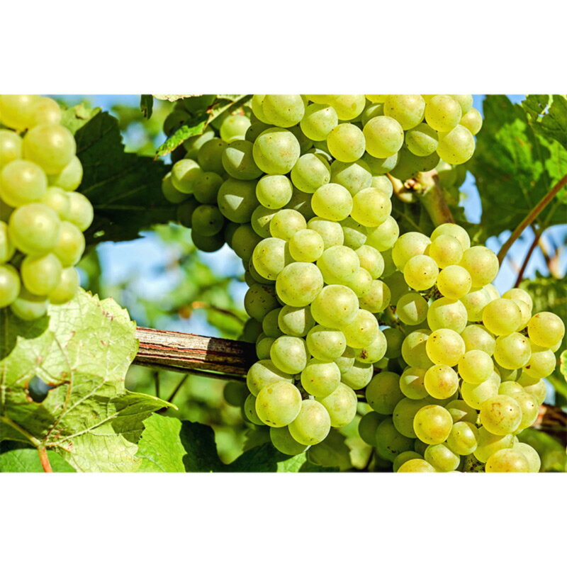 �� �磻������ͥ��� �� �ꥼ����� 500ml �� ��磻������ͥ��� �֤ɤ��� ��ƺ�� �� ����6.0% �ݻ�ȯ�� �ꥼ����������� ���ɥꥢ���� �������� ������� Ĵ̣�� �� �Ӥ� �ӥ� �ɥ�å��� �ޥ�� �ԥ��륹 ������ �����ꥢ���� �����ꥢ���� �����ꥢ����