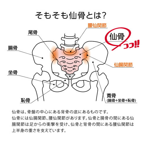 仙骨ほぐしで腰スッキリ Proidea プロイデア コシレッチ 送料無料 骨盤 補正 ストレッチ ゆがみ 歪み 肩甲骨 仙腸 筋肉 腰 腰仙 ほぐし 押圧 ダイエット クッション 総合福袋 仙骨ほぐしで腰スッキリ Proidea プロイデア コシレッチ 送料無料 骨盤 補正 ストレッチ ゆがみ 歪み 肩甲骨 仙腸 筋肉 腰 腰仙 ほぐし 押圧 ダイエット クッション 総合福袋