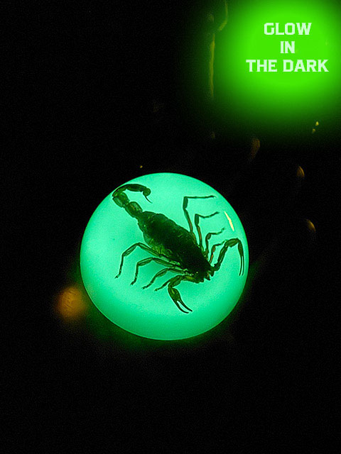 暗闇で光る! 蓄光 本物のサソリが入ってる スコーピオン ドロップ ペーパーウェイト 標本 アメリカ 幸運 縁起物 魔除け アメリカン雑貨 アメリカ雑貨 グッズ...