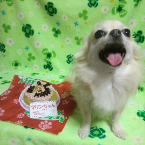 犬 ケーキ【愛犬用ケーキ】ピンクのハートケーキ ☆トルタ　ディ　マリカ☆犬用ケーキ/犬 ケーキ/犬 誕生日 ケーキ/犬 バースデイケーキ/ドッグフード/犬用誕生日ケーキ/無添加/手作り