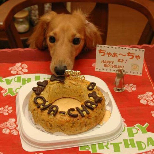 【愛犬用ケーキ】チキンミートローフケーキM犬用ケーキ/犬 ケーキ/犬 誕生日 ケーキ/犬 バースデイケーキ/ドッグフード/犬用誕生日ケーキ/無添加/手作り