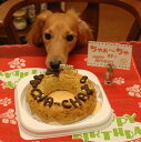 【愛犬用ケーキ】チキンミートローフケーキM犬用ケーキ/犬 ケーキ/犬 誕生日 ケーキ/犬 バースデイケーキ/ドッグフード/犬用誕生日ケーキ/無添加/手作り 2