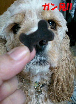 【無添加手作り】チョコレートのようなのに実はお豆ですオーガニックキャロブクッキー　50g【犬用おやつ】【犬用クッキー】【無添加クッキー】【オーガニック】【キャロブ】