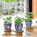 ハーブ栽培セット 染付小紋 草花BONSAI 盆栽風 藍色 陶磁器 和文様 動物モチーフ ワイルドストロベリー ミント クリサンセマム 和風 伝統的 縁起 開運...