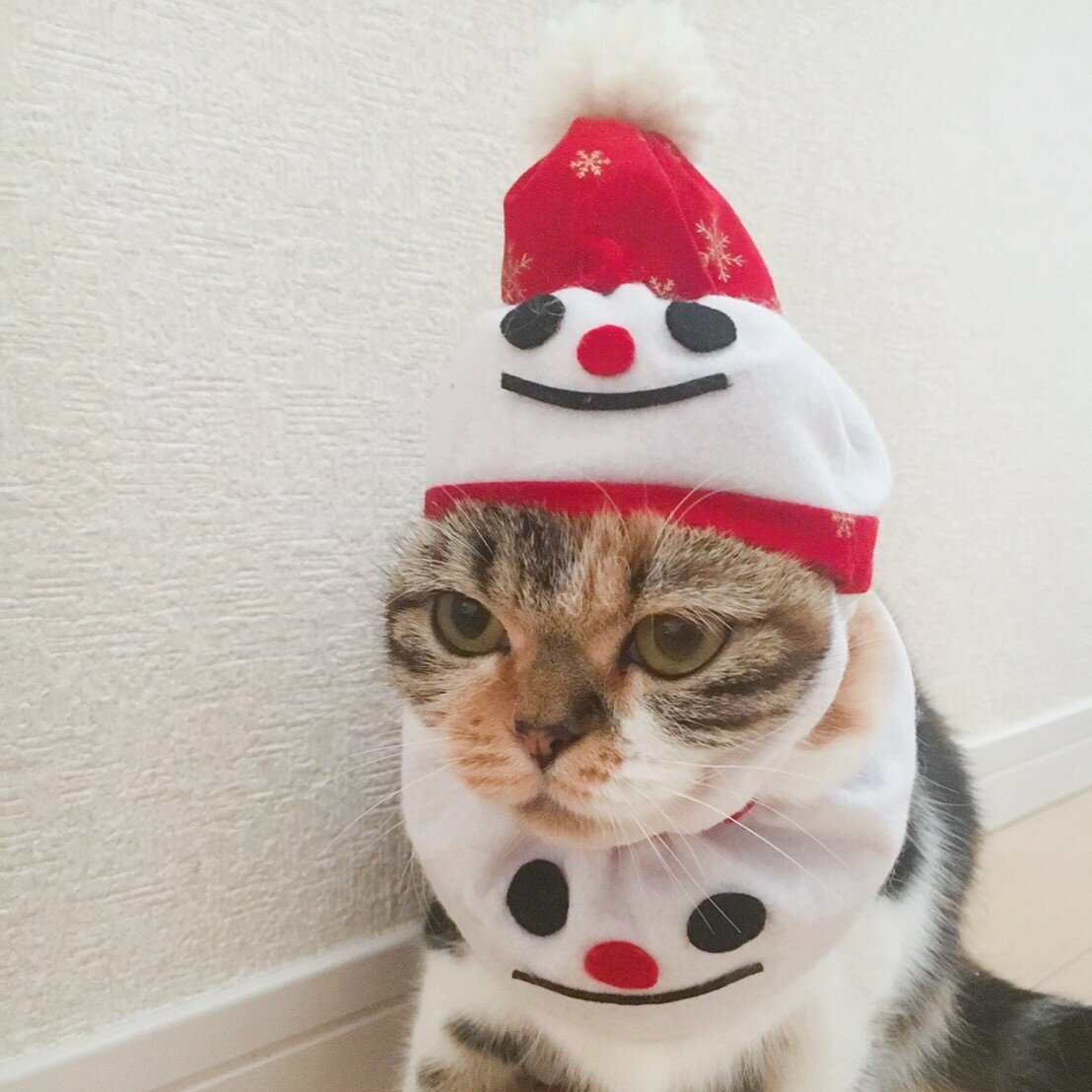 すっぽり被れて軽い簡単 軽いペット用帽子 おしゃれ ぼうし キャップ ハット ねこ帽子 いぬ帽子 ペット帽子 ペット用品 軽量 日本製 ゴム入り 猫用 猫帽子 ネコ帽子 なりきり帽子 スノーマン ネコ用帽子 【完売】 犬帽子 小型犬 犬 子犬 いぬ かわいい ねこ 犬首輪 ... すっぽり被れて軽い簡単 軽いペット用帽子 おしゃれ ぼうし キャップ ハット ねこ帽子 いぬ帽子 ペット帽子 ペット用品 軽量 日本製 ゴム入り 猫用 猫帽子 ネコ帽子 なりきり帽子 スノーマン ネコ用帽子 【完売】 犬帽子 小型犬 犬 子犬 いぬ かわいい ねこ 犬首輪 ...