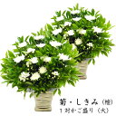花 お供え【一対セット】 菊としきみ・しきびのアレンジ(大)2個組 お悔み 四十九日 一周忌 三回忌 法要 法事 生花 アレンジメント