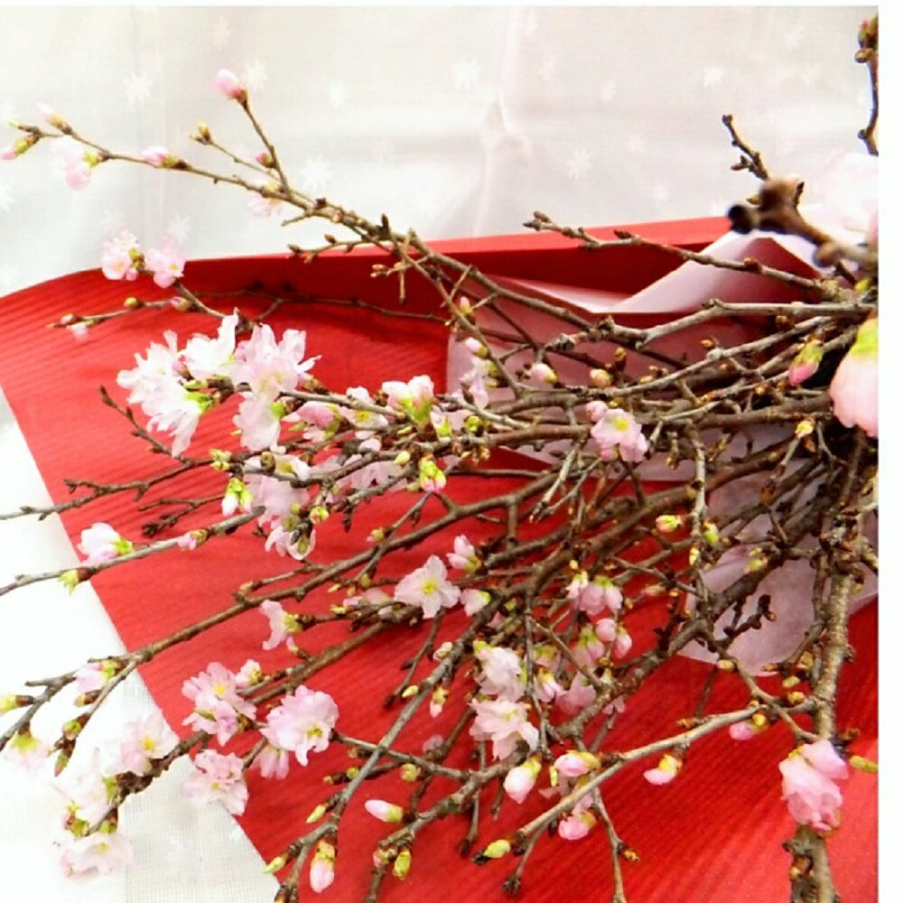 桜の花束 プレゼント 卒業式 卒業祝い 卒業 さくら サクラ 切り花 フラワーギフトのサムネイル