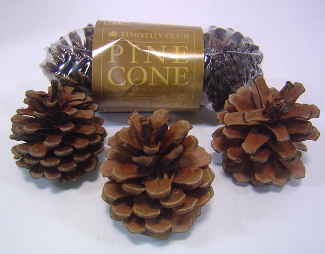 KAWAI 松ぼっくり PINE CONE まつぼっくり