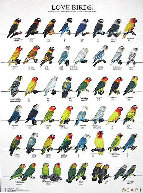 ラミネートポスター【大判】ラブバード2 ボタン...の紹介画像2