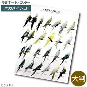 ラミネートポスター【大判】オカメインコ＊同梱不可＊送料個別発生＊