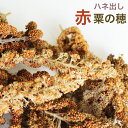 CAP! 鳥の餌 賞味期限2026/9/30ハネ出し赤粟の穂 500g★