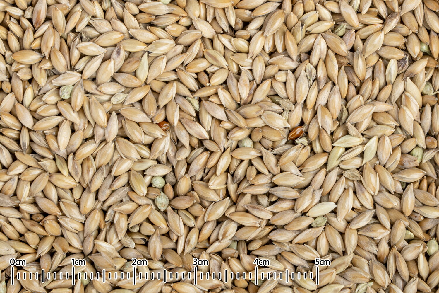 CAP! Ļ�α� ��̣����2027/6/30�ڹ����ڥåȥա��ɡ�KTS-48 �� ���ʥ꡼������ 40g