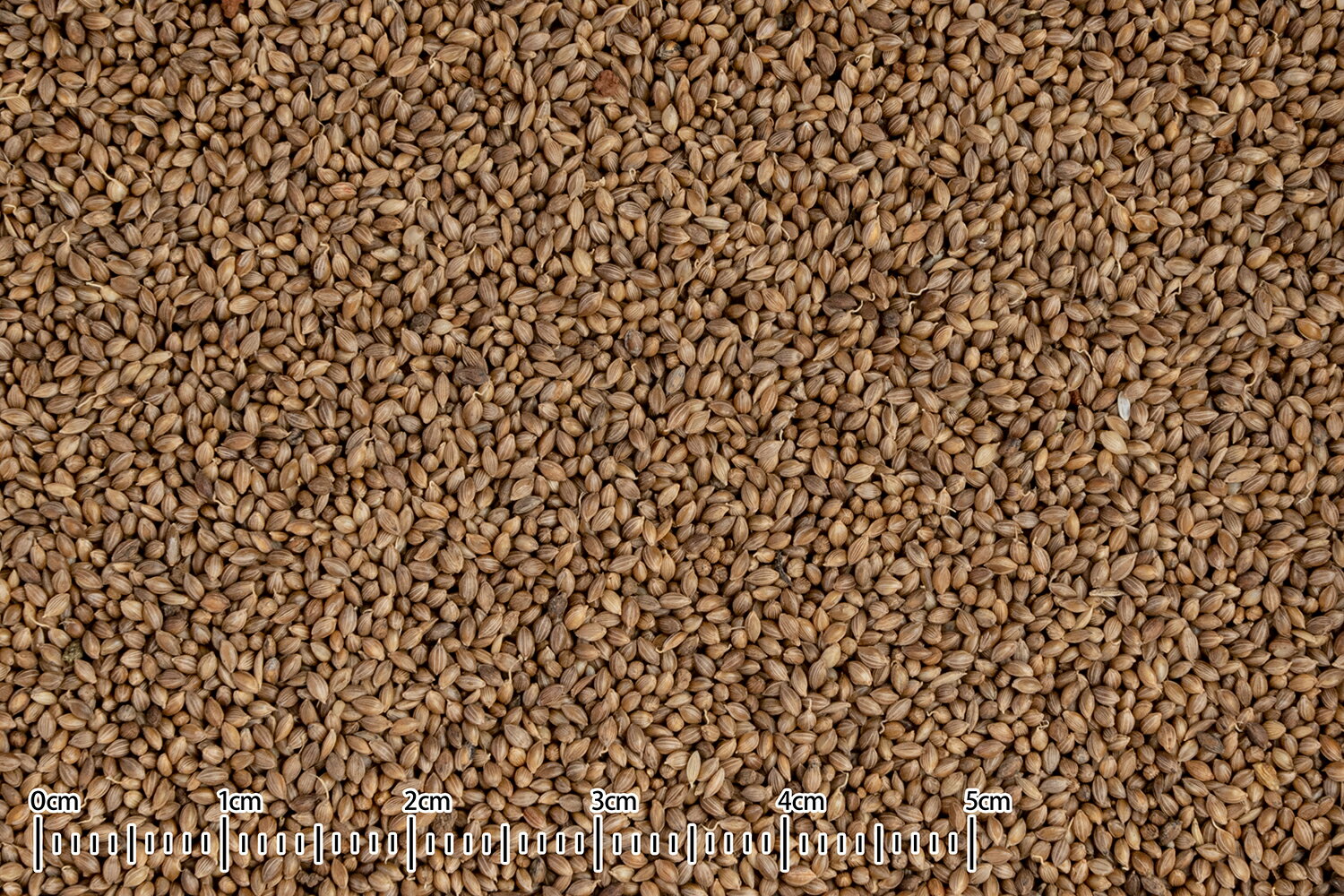 ��4/5�����������2�ͤ�1�͡�����100%�ݥ���ȥХå�&����P5�ܡ��ץ���ȥ꡼��CAP! Ļ�α� ��̣����2027/4/30���ե��˥���KP-120���ڹ����ڥåȥա��ɡ� ��������� ��Ĥ��ե��˥� 30g �����ޢ�