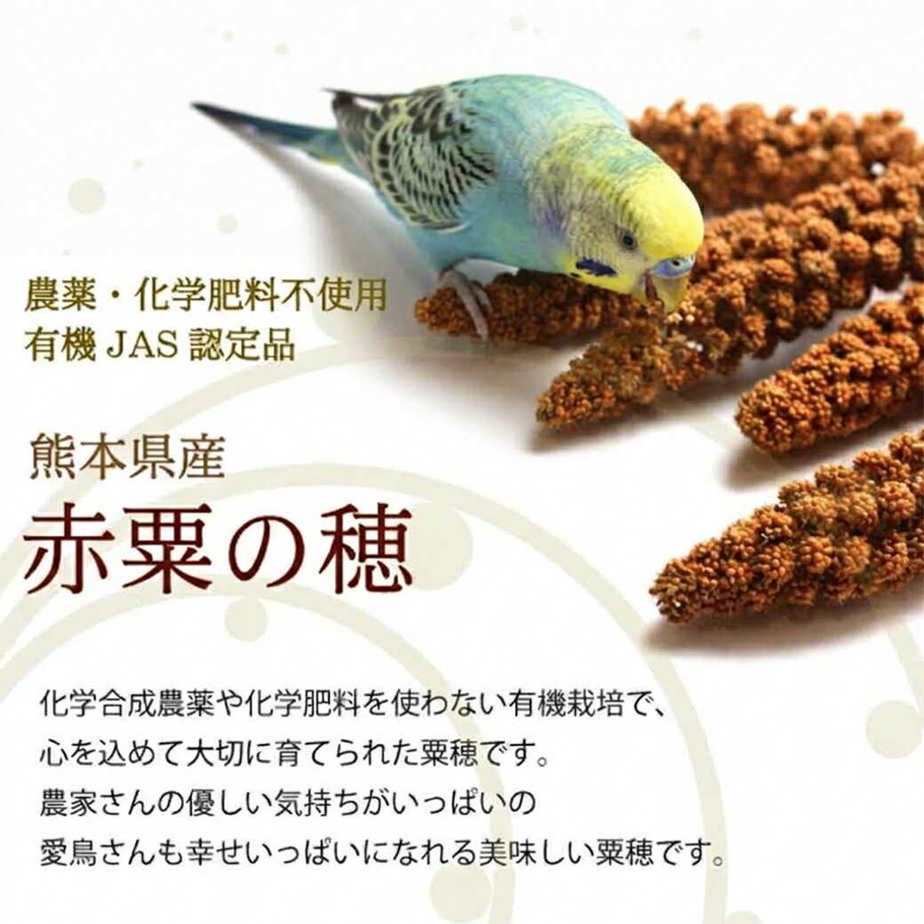 【5/15限定＼抽選で2人に1人／エントリーで最大100%ポイントバック&全品P5倍】CAP! 鳥の餌 賞味期限2027/9/30【熊本県産】有機JAS認定品 赤粟の穂 50g 2025年産 ★ 2