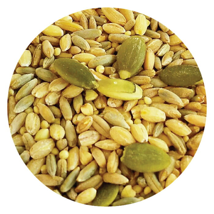 【在庫処分市】期限短い為　賞味期限2026/6/30【TOP's Parrot Food】All in One Seed Mix 1#（453g） 2