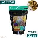 CAP! 鳥の餌 賞味期限2026/1/12ラウディブッシュ メンテナンス