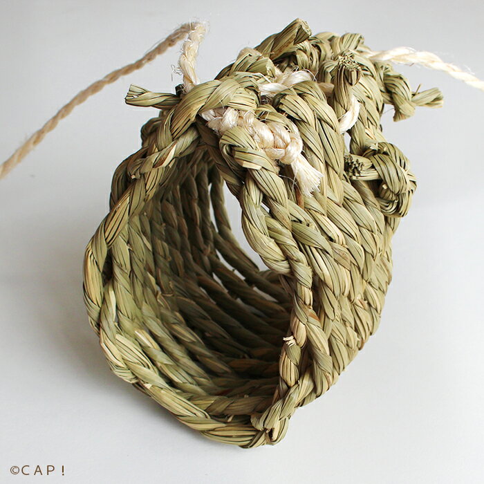 �����꡼���������줬