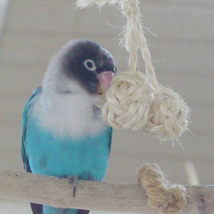 �����꡼�� �������ܡ���