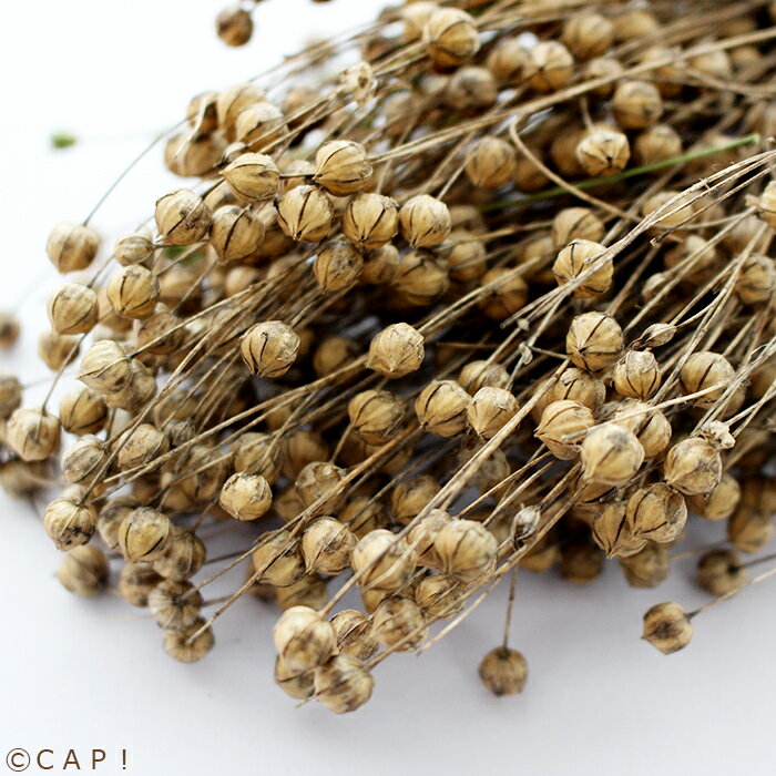 CAP! 鳥の餌 賞味期限2027/7/31【とりきち横丁】【無農薬】 亜麻の穂　約20g★のサムネイル