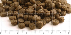 �ں���10%OFF�����ݥ�������ۡ����٤�ࡼ�� �ץ쥼����ա��ۥե��å���4�ɥå����������γ1.5kg+���������ۥ磻�ȥե��å��微γ1.5kg����1�ġ�1.5kg��2�ĥ��åȡˡ�FISH4DOGS��