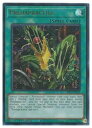 【遊戯王 英語版】Predapractice(U)(1st)(捕食活動)◇ウルトラレア(3)