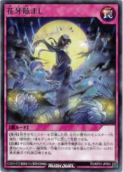 ͷ åǥ奨ۥԡֲޤ(R)(RD/KP21-JP064)
