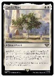 【MTG】(JPN)(FOIL) 白の木に花開く(LTR) 白◇レア