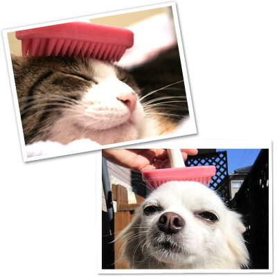 BEBON（ビーボン） ラバースリッカーブラシ Mサイズ 【ラバーブラシ・スリッカーブラシ/お手入れ用品】【犬用品/ペット・ペットグッズ/ペット用品】