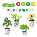 ギフト すくすく栽培セットBOX 日本製 野菜 キット 土セット 家庭菜園 ガーデニング バルコニー ベランダ 庭 ポット 子供 キッズ 食育 自由研究